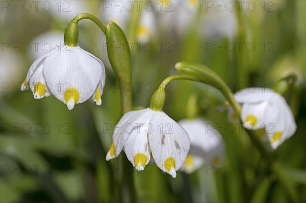 Close up of spring snowflakes