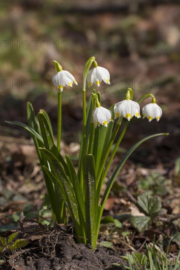 Spring snowflakes