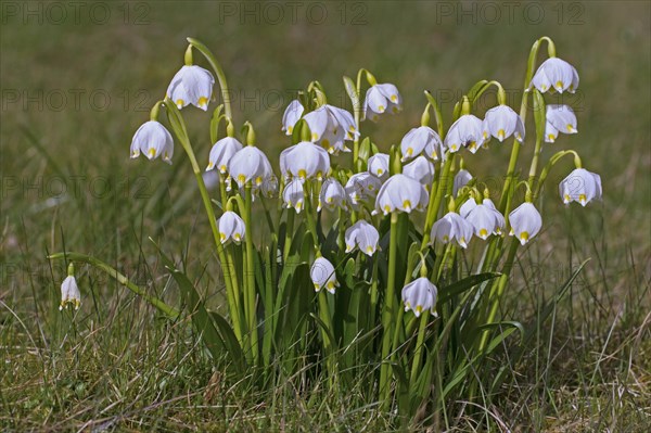 Spring snowflakes