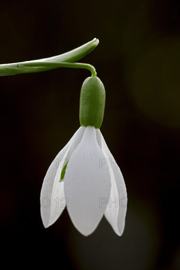 Common snowdrop