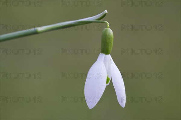 Common snowdrop