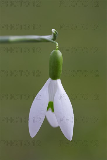 Common snowdrop