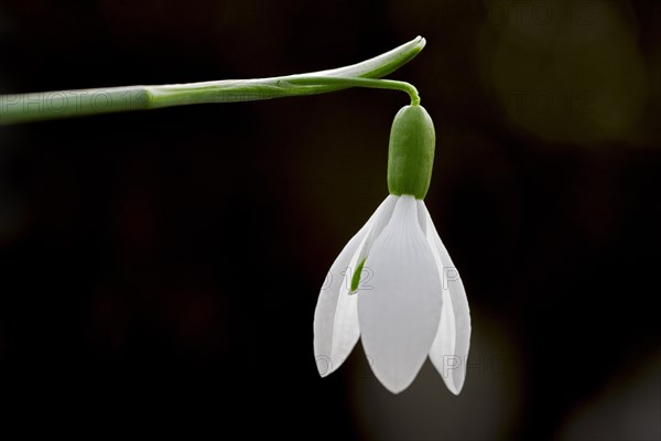 Common snowdrop