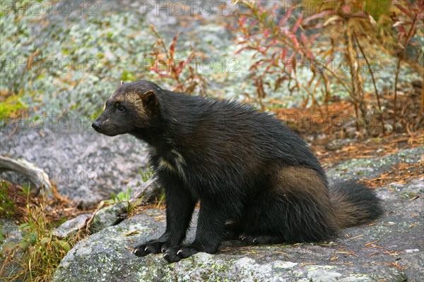 Wolverine