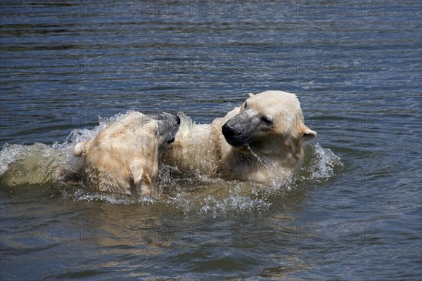 Polar bears