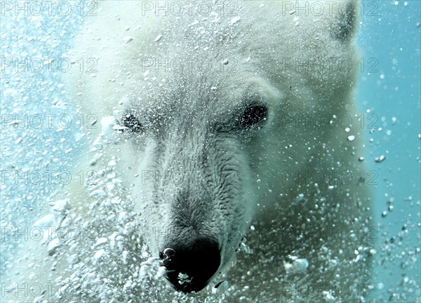 Polar bear