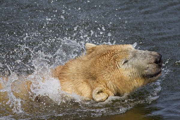 Close up of Polar bear