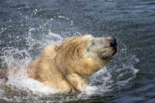 Close up of Polar bear