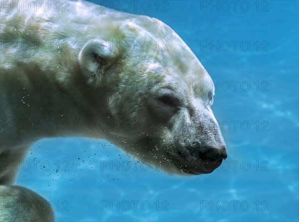 Polar bear