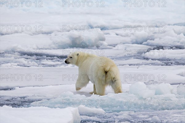 Polar bear