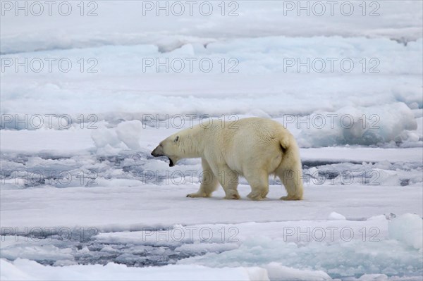 Grunting Polar bear