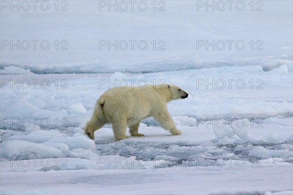 Polar bear