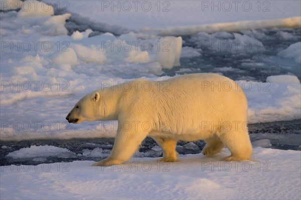 Polar bear