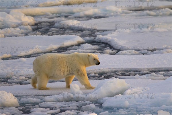 Polar bear