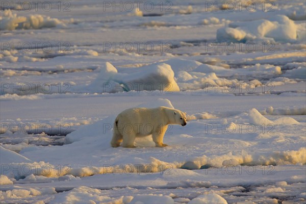 Polar bear