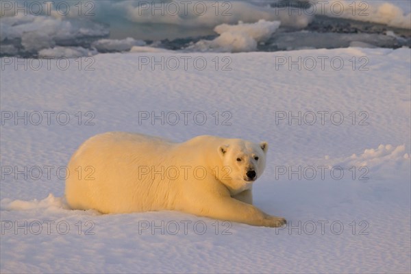 Polar bear