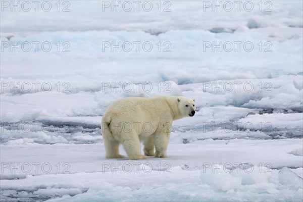 Polar bear