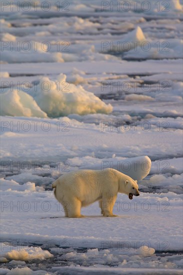 Growling Polar bear