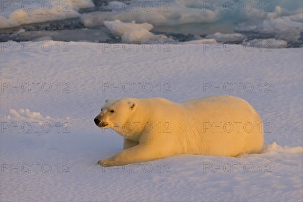 Polar bear