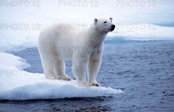 White Polar bear