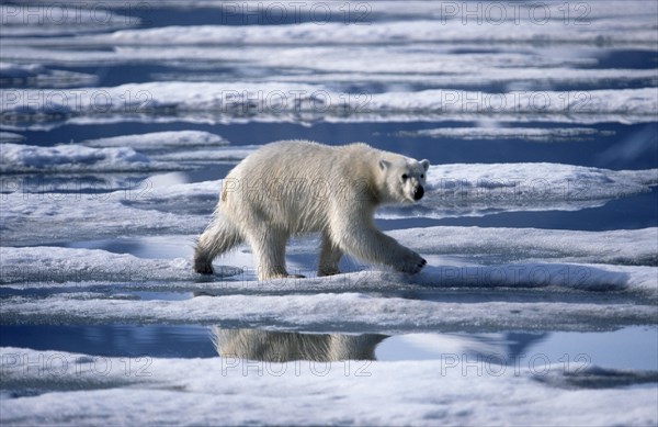 Polar bear