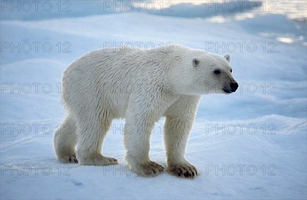 Polar bear