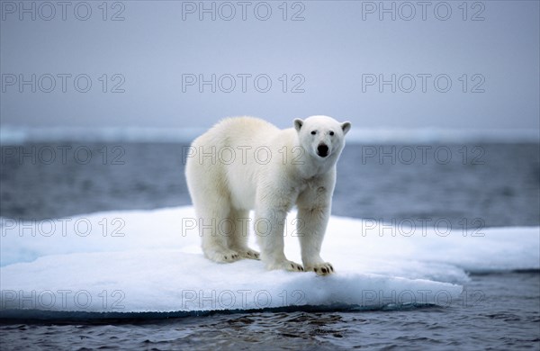 Polar bear