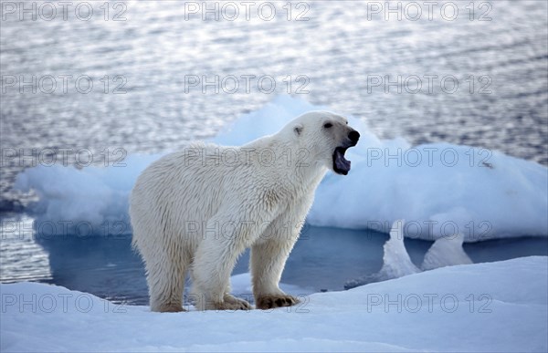 Growling Polar bear