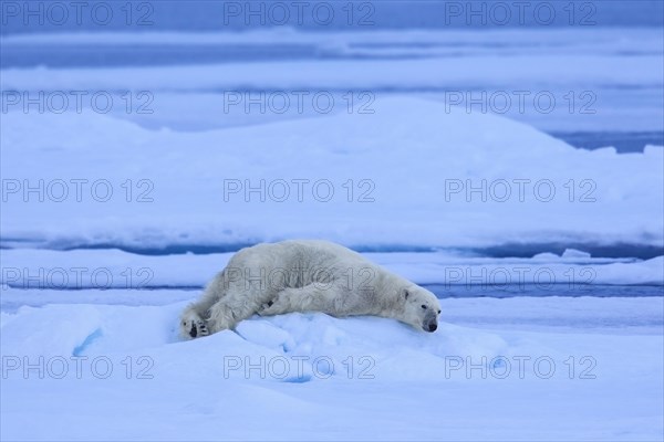 Solitary polar bear