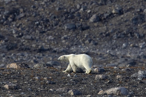 Solitary polar bear