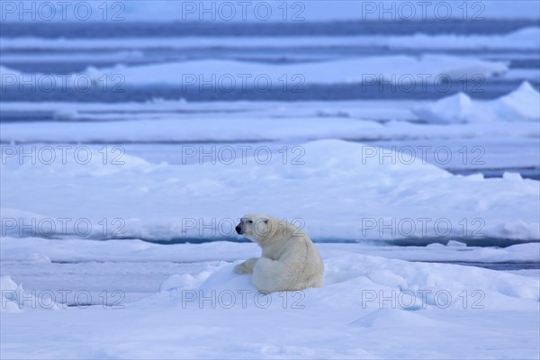 Solitary polar bear