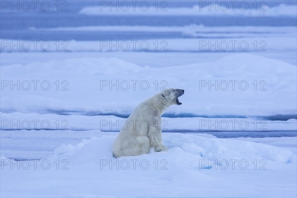 Solitary polar bear