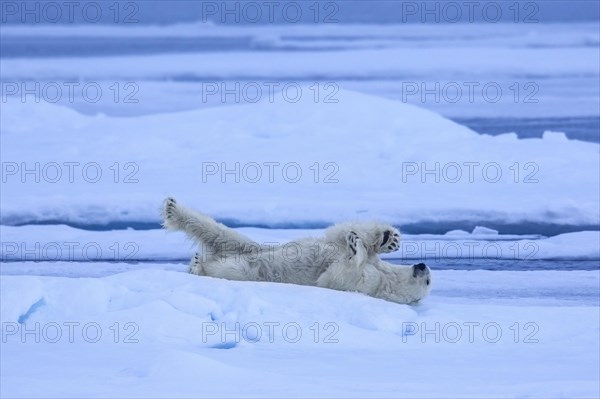 Solitary polar bear