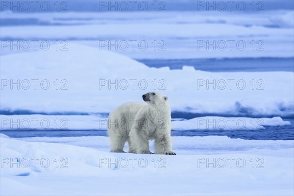 Solitary polar bear