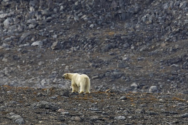 Solitary polar bear