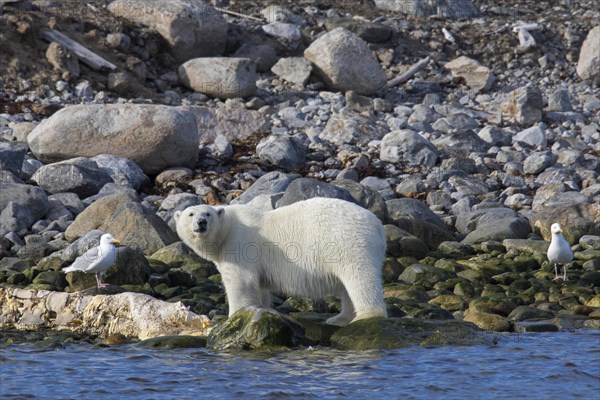 Scavenging Polar bear