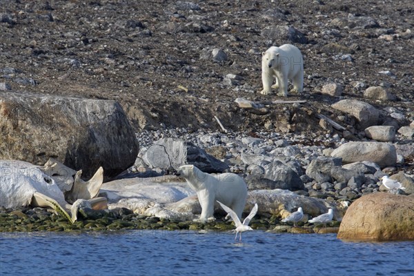 Two Polar bears