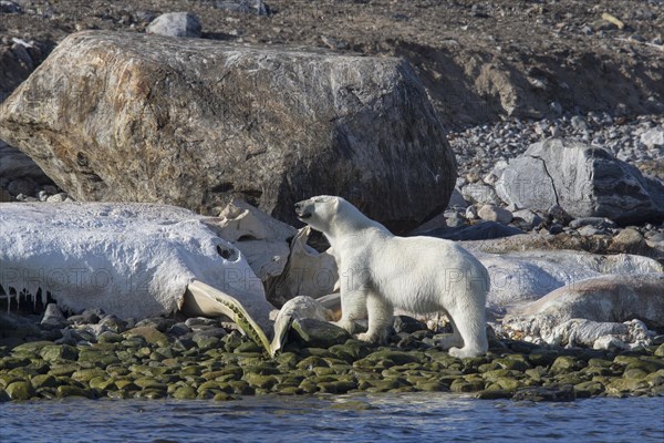 Scavenging Polar bear