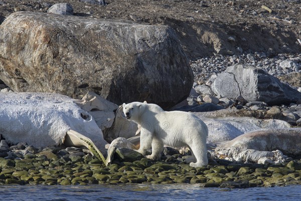 Scavenging Polar bear