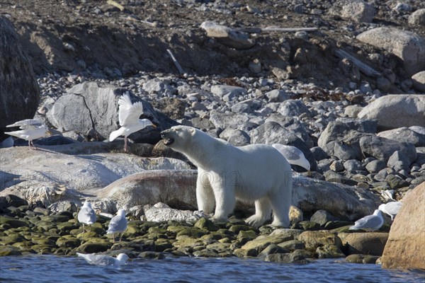 Scavenging Polar bear