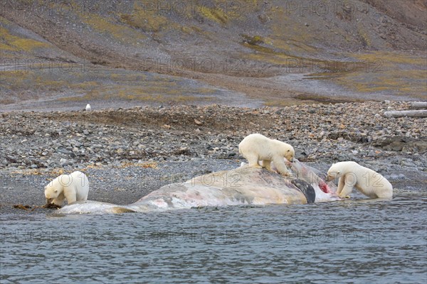 Three scavenging Polar bears