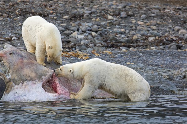 Two scavenging Polar bears