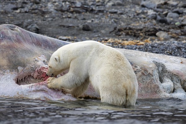 Scavenging Polar bear