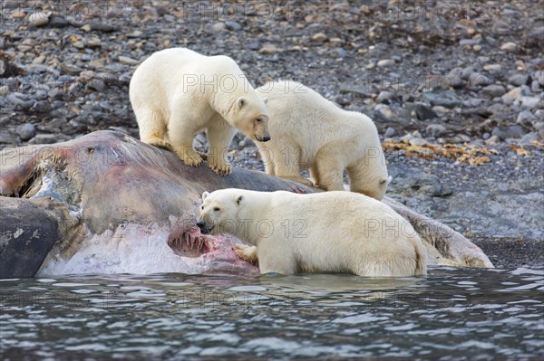 Three scavenging Polar bears