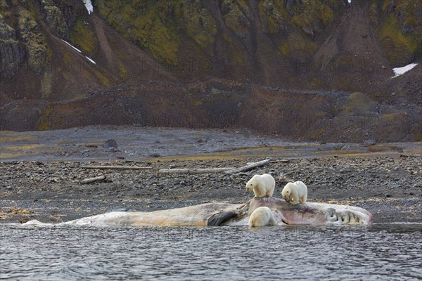 Three scavenging Polar bears