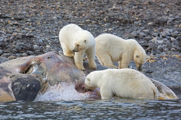 Three scavenging Polar bears