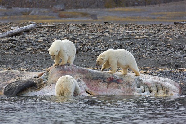 Three scavenging Polar bears