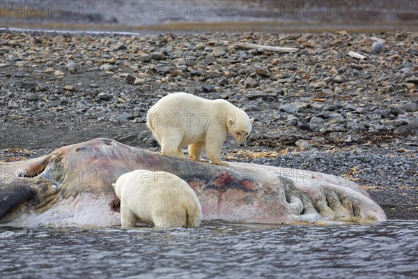 Two scavenging Polar bears