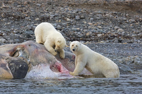 Two scavenging Polar bears