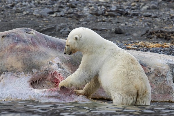 Scavenging Polar bear